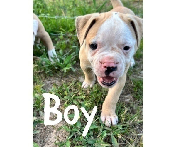 Medium Photo #6 American Bulldog Puppy For Sale in WARNER ROBINS, GA, USA