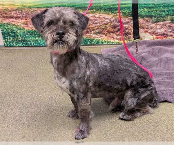 Medium Photo #1 Mutt Puppy For Sale in Moreno Valley, CA, USA