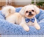 Shih tzu MALE - Male Shih Tzu-Unknown Mix Dog for Adoption - Small photo