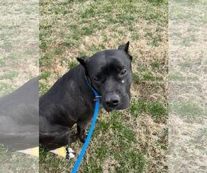 American Pit Bull Terrier-Unknown Mix Dogs for adoption in Catasauqua, PA, USA