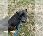 Small American Pit Bull Terrier Mix