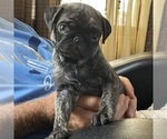 Puppy Puppy 3 Daisy Pug