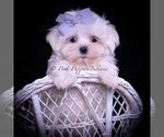 Puppy Riley Maltese