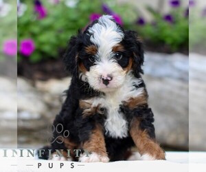 Bernedoodle (Miniature) Puppy for sale in LITITZ, PA, USA
