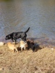 Small Photo #12 Labrador Retriever Puppy For Sale in HARTVILLE, MO, USA