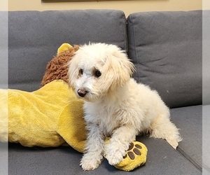 Medium Maltipoo (Miniature)-Poodle (Miniature) Mix