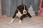 Small #5 Boxer