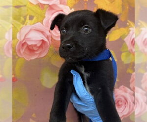 Mutt Dogs for adoption in San Bernardino, CA, USA