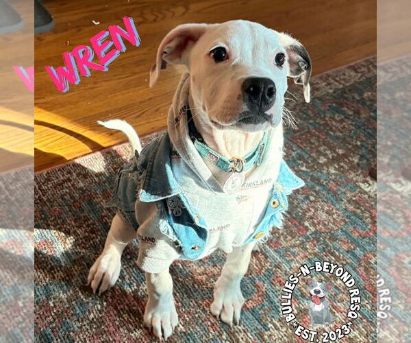 Medium Photo #3 American Staffordshire Terrier-Unknown Mix Puppy For Sale in Omaha, NE, USA