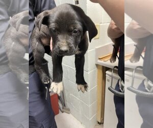 German Shepherd Dog-Huskies  Mix Dogs for adoption in Augusta, GA, USA