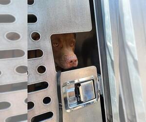 American Staffordshire Terrier-Unknown Mix Dogs for adoption in San Antonio, TX, USA