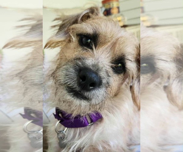 Medium Photo #5 Shih-Poo Puppy For Sale in Holly Springs, NC, USA