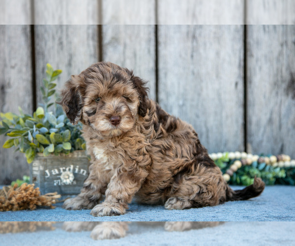 Medium Photo #3 Poodle (Miniature)-Portuguese Water Dog Mix Puppy For Sale in FREDERICKSBURG, OH, USA