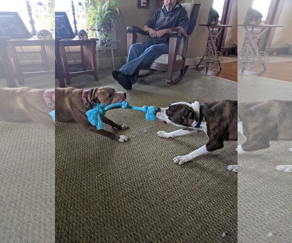 Medium Photo #25 American Pit Bull Terrier-Unknown Mix Puppy For Sale in Germantown, OH, USA