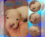 Small Photo #2 Boxer Puppy For Sale in HAVANA, FL, USA