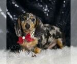 Small #3 Dachshund