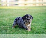 Puppy 1 English Bulldog