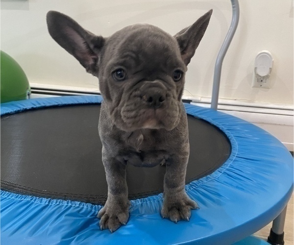 Medium Photo #1 French Bulldog Puppy For Sale in NEW MILFORD, CT, USA