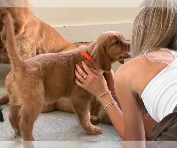 Medium Photo #17 Golden Retriever Puppy For Sale in WOODSTOCK, CT, USA