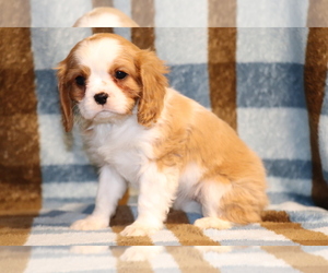Cavalier King Charles Spaniel Puppy for sale in SHILOH, OH, USA