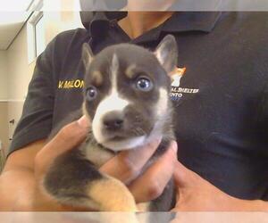 Siberian Husky-Unknown Mix Dogs for adoption in Sacramento, CA, USA