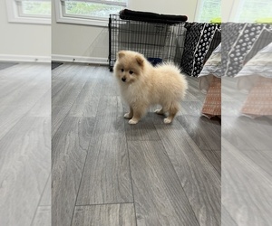 Medium Pomeranian