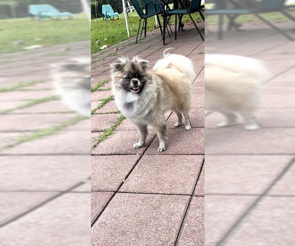 Medium Photo #5 Pominese Puppy For Sale in Weston, FL, USA