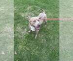 Small #3 Mutt