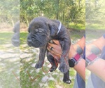 Small Photo #13 Cane Corso Puppy For Sale in DORCHESTER, SC, USA