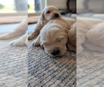 Small #1 English Cream Golden Retriever