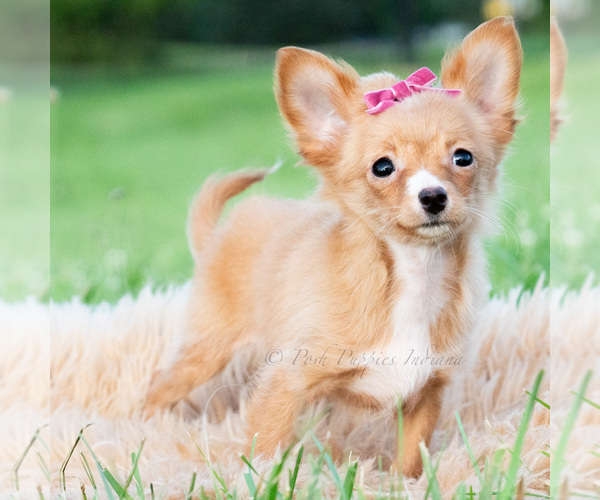 Medium Photo #21 Chihuahua Puppy For Sale in WARSAW, IN, USA