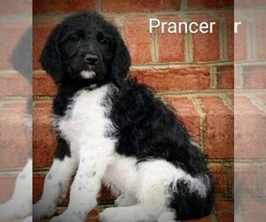 Labradoodle Puppy for Sale in STOCKTON, Maryland USA