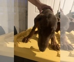 Small Photo #2 Doberman Pinscher Puppy For Sale in RICHMOND, CA, USA