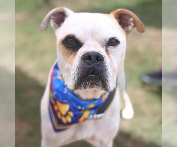 Medium Photo #1 American Bulldog-Unknown Mix Puppy For Sale in San Antonio, TX, USA