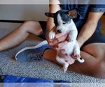 Small #2 Boston Terrier-Jack Russell Terrier Mix