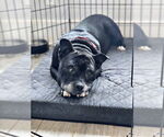 Small #4 American Staffordshire Terrier Mix