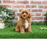 Small #20 Cavapoo (Miniature)