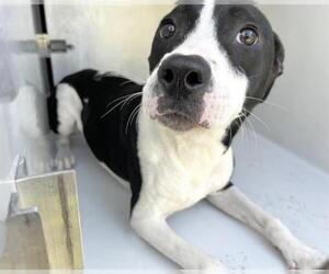 American Staffordshire Terrier-Unknown Mix Dogs for adoption in Houston, TX, USA
