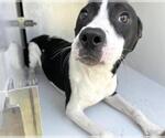 Small American Staffordshire Terrier Mix