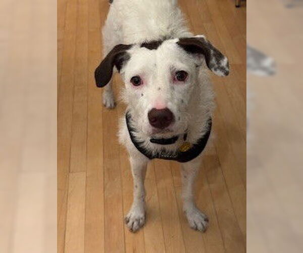 Medium Photo #2 American Pit Bull Terrier-Poodle (Standard) Mix Puppy For Sale in St. Louis Park, MN, USA