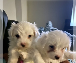 Maltese Puppy for sale in JACKSONVILLE, FL, USA