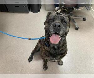 Mutt Dogs for adoption in Pasadena, CA, USA