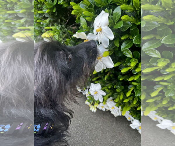 Medium Photo #3 Cairn Terrier-Unknown Mix Puppy For Sale in Lexington, SC, USA