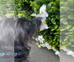 Small #2 Cairn Terrier Mix