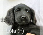 Small Labrador Retriever Mix