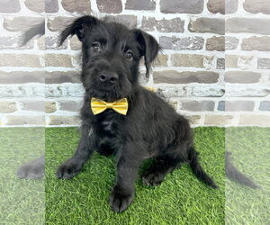 Unknown-Wheaten Terrier Mix Dogs for adoption in Corona, CA, USA