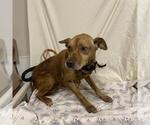 Small Chihuahua Mix