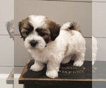 Small Photo #2 Zuchon Puppy For Sale in NEW YORK MILLS, MN, USA