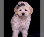 Small Photo #117 Maltipoo (Miniature) Puppy For Sale in WARSAW, IN, USA