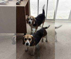 Beagle Dogs for adoption in Las Vegas, NV, USA
